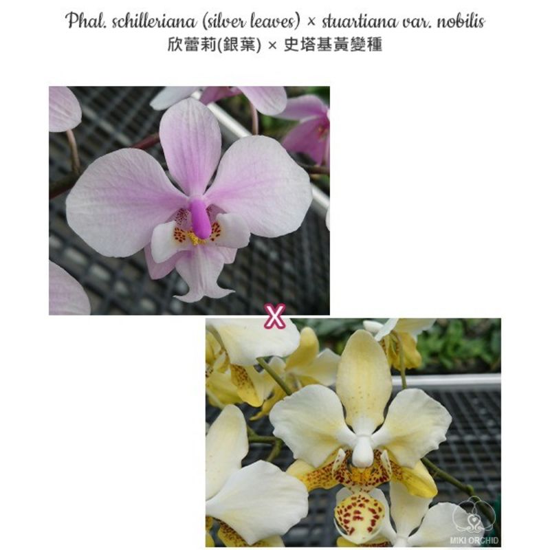 Phal. Schilleriana × Stuartiana var. Nobilis